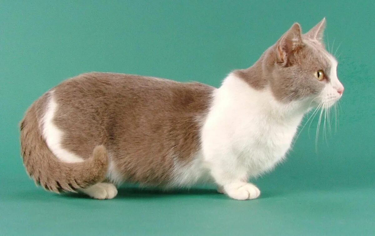Котики на коротких лапках порода цена фото Манчкин - кошка-такса