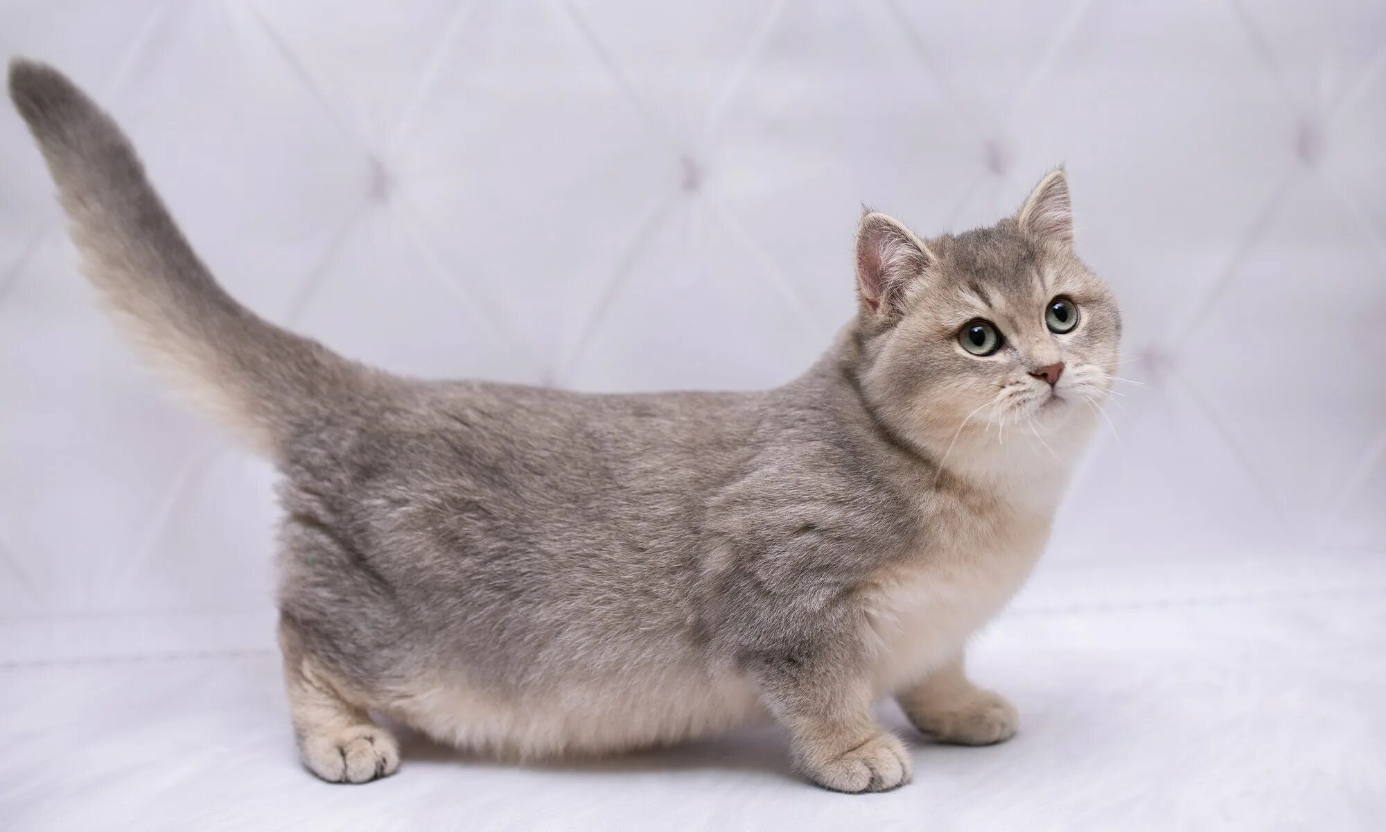 Котики на коротких лапках порода цена фото Манчкин - Грация на четырех коротких ножках * Purrlore