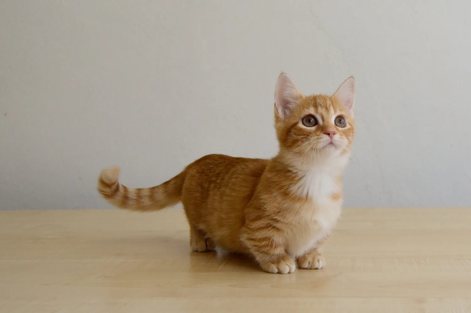 Котики на коротких лапках порода цена фото Манчкин Lilu Karapuz