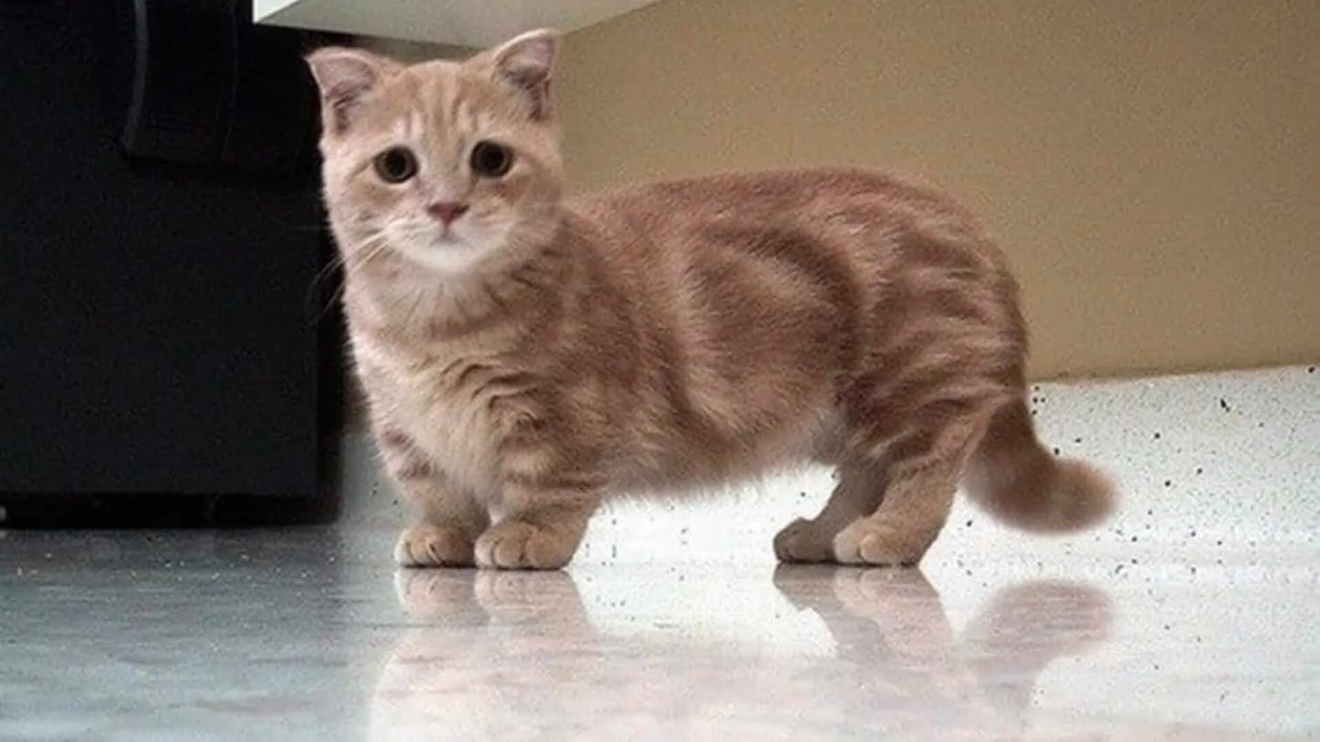 Котики на коротких лапках порода цена фото Кошка с очень короткими лапами: найдено 90 изображений