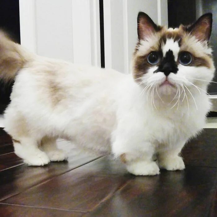 Котики на коротких лапках порода цена фото Meet Albert, The Cutest Munchkin Cat With Unique "Skull" Nose And 450,000 Follow