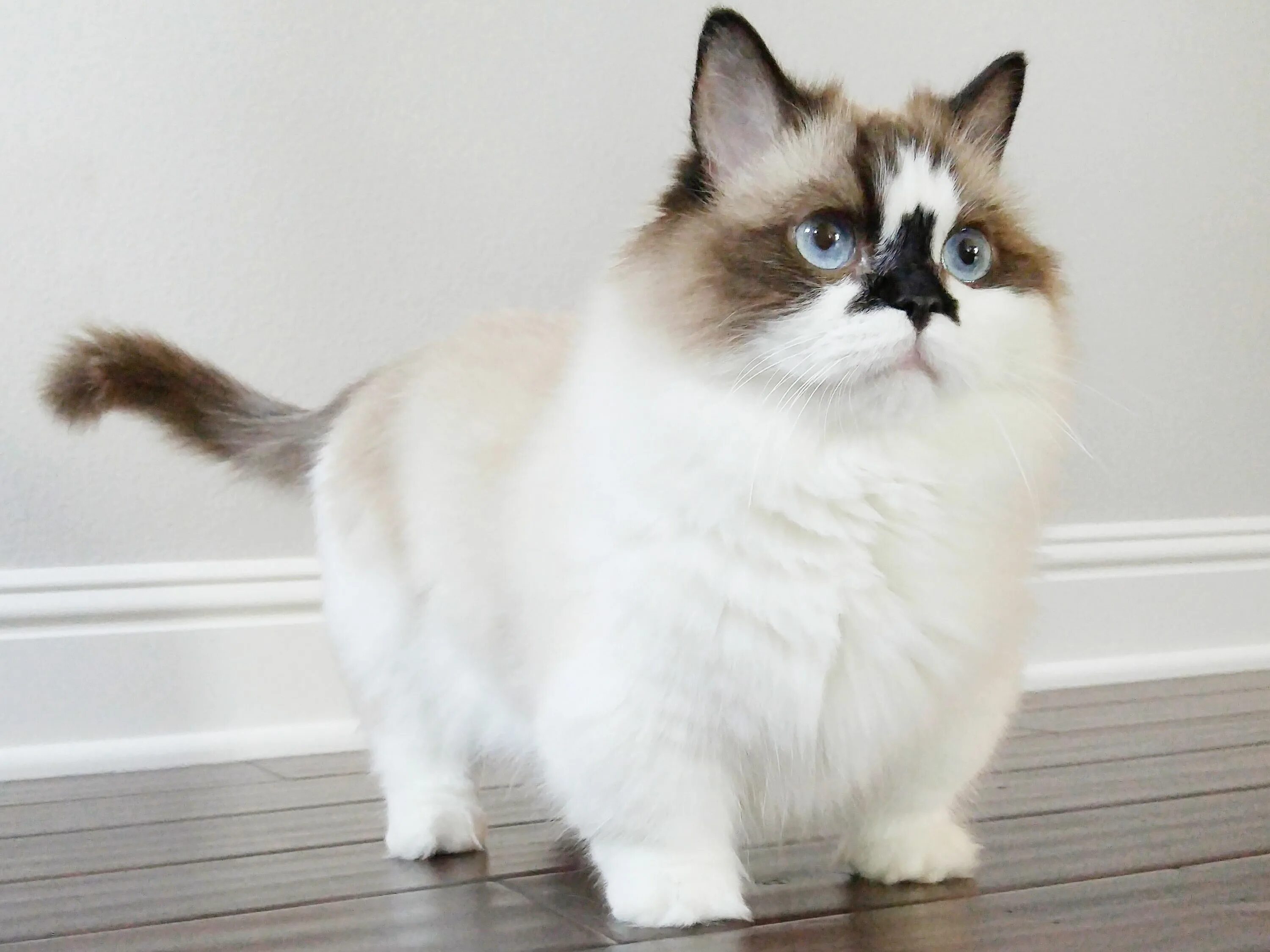 Котики на коротких лапках порода цена фото Pin on Aww