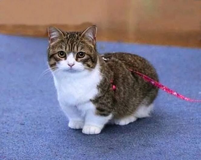 Котики на коротких лапках порода цена фото Munchkin short leg cat Munchkin kitten, Munchkin cat, Munchkin kittens for sale