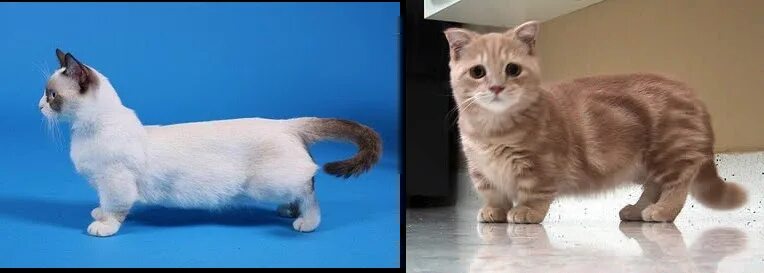 Котики на коротких лапках порода цена фото The Munchkin Cat The MarkoZen Blog