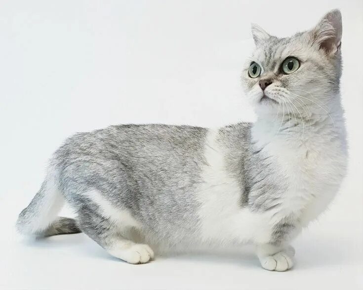 Котики на коротких лапках порода цена фото Манчкин кошка - вся информация о породе: сколько стоит и где купить, фото, описа
