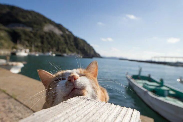 Котики на море фото Котики"お し ゃ れ ま と め の 人 気 ア イ デ ア ｜ Pinterest ｜ Галина 狂 っ た 猫, キ ュ-ト な 猫