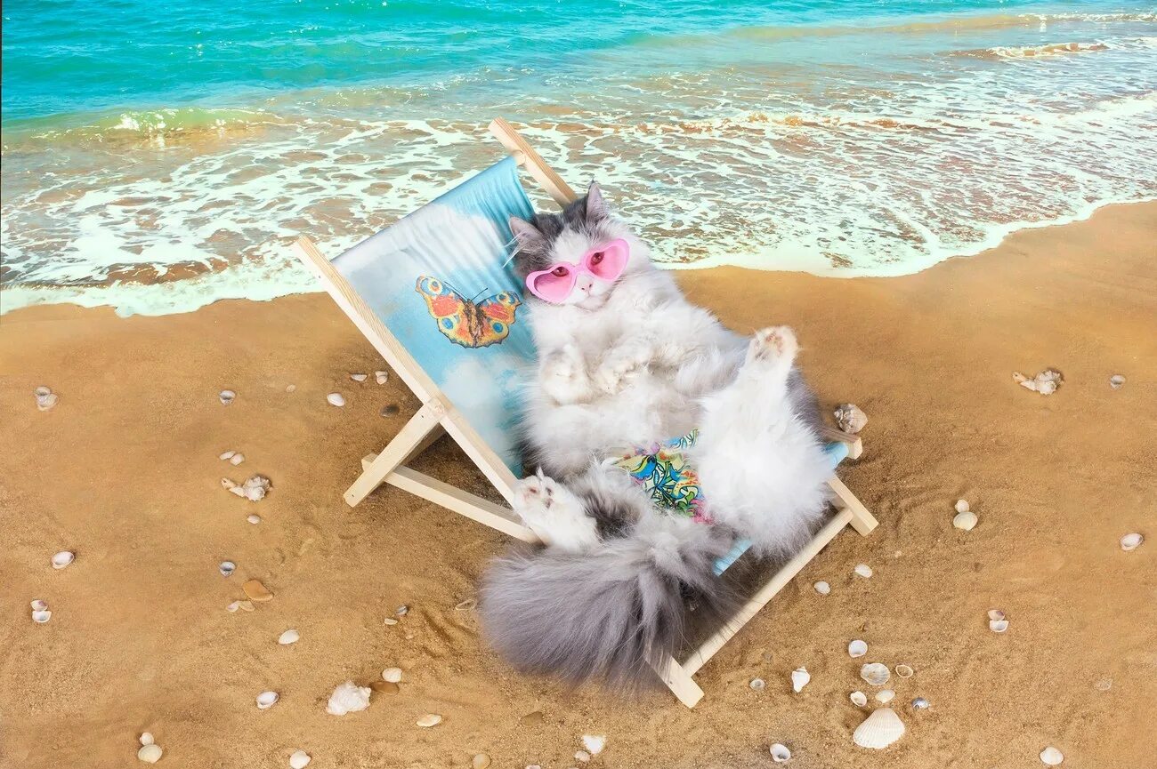 Котики на море фото Товары для животных IMAC: инновации для хозяев и питомцев