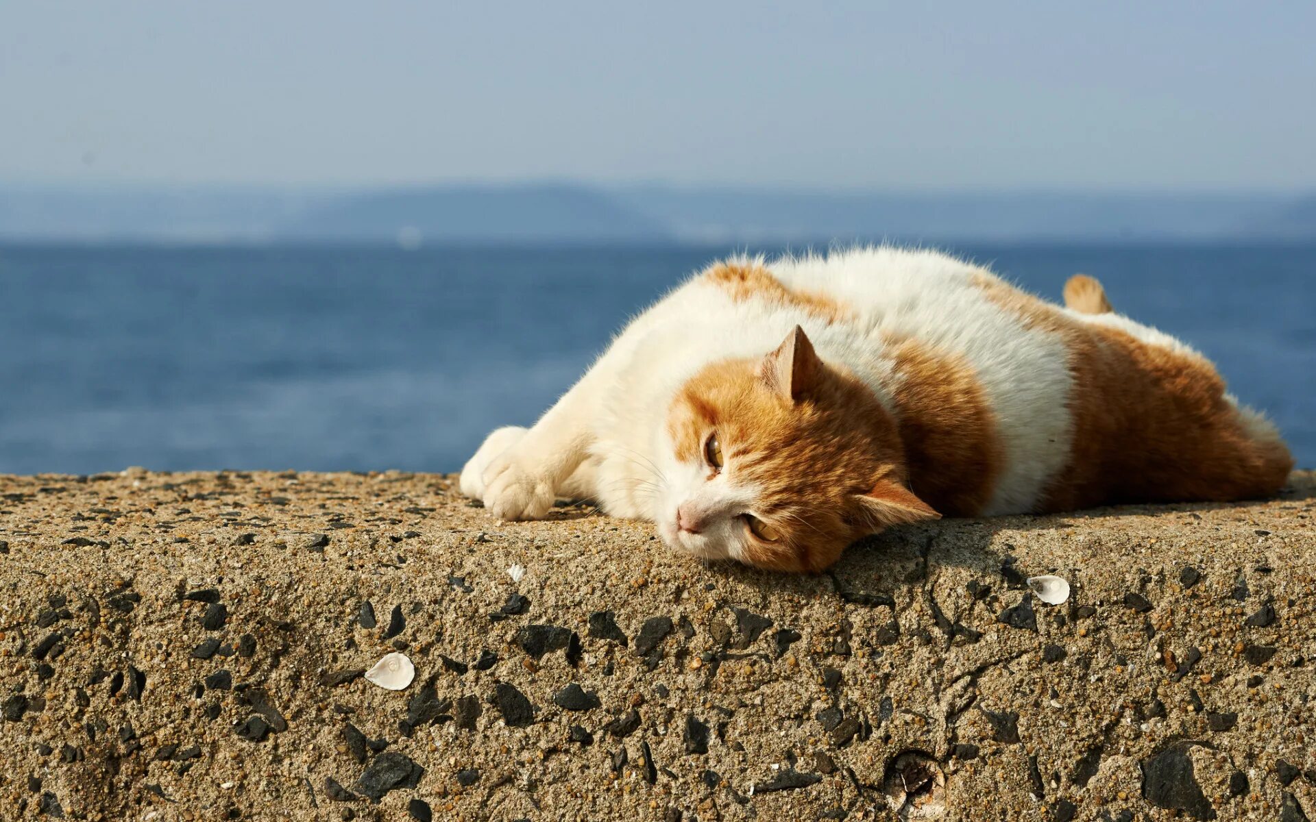 Котики на море фото Скачать обои кот, отдых, кошак, лежит, раздел кошки в разрешении 1920x1200