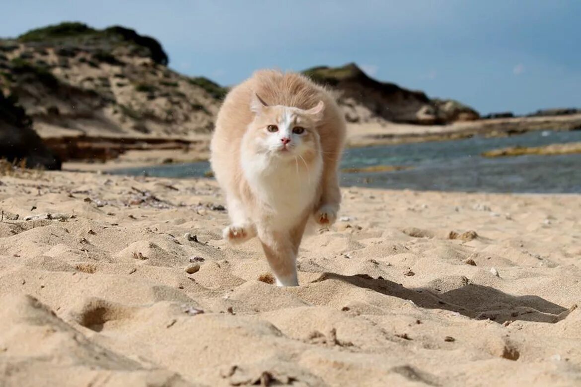 Котики на море фото Su Pallosu, Sardinia’s Cat Beach