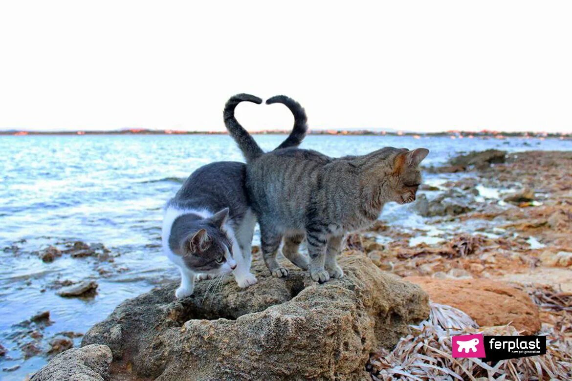 Котики на море фото Su Pallosu, Sardinia’s Cat Beach