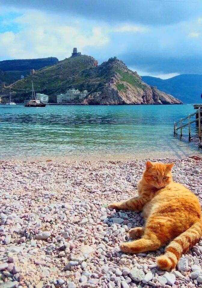 Котики на море фото Пин от пользователя Марина Галинина. Графиня чешск на доске Котики Пейзажи, Фото