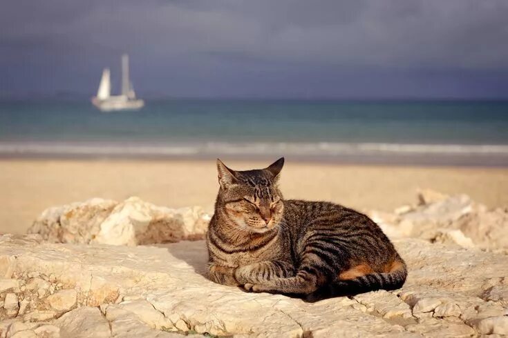 Котики на море фото Pin by Adalida Strait on Adorable Animals Warrior cats, Dog cat, Cats