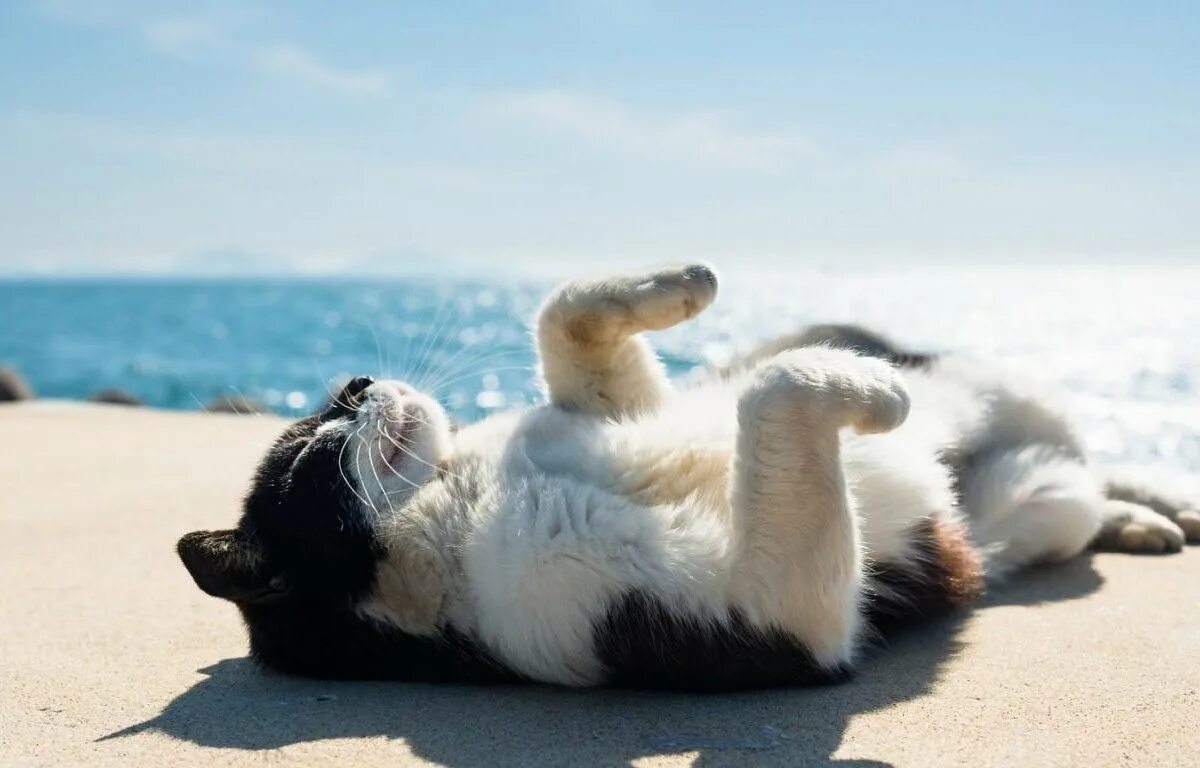 Котики на море фото Catmosphere Laguna - A Cat Cafe & Lounge, Лагуна-Бич: лучшие советы перед посеще