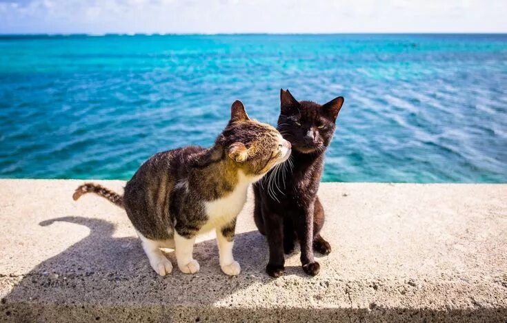 Котики на море фото Пин на доске Animalitos bellos Кошки, Обои, Летние обои