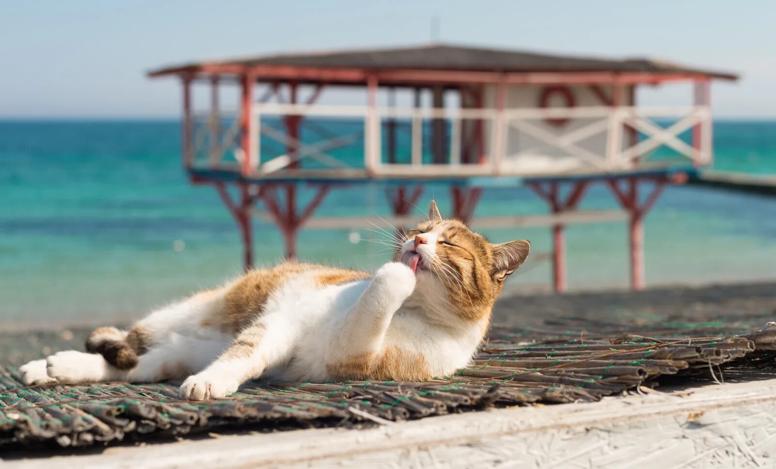 Котики на море фото Чипирование животных. Список клиник, цены и запись онлайн - Petstory