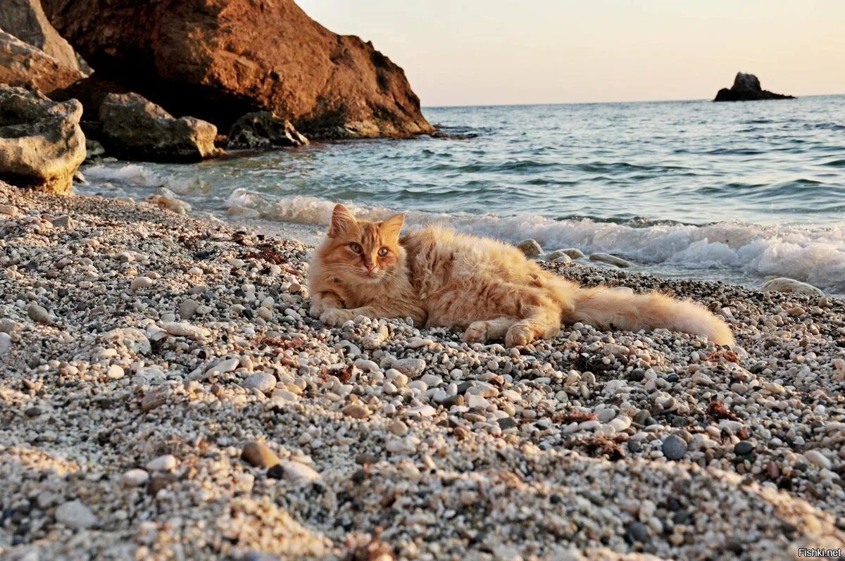 Котики на море фото В первый день марта в России отмечается День кошек - Государственное автономное 