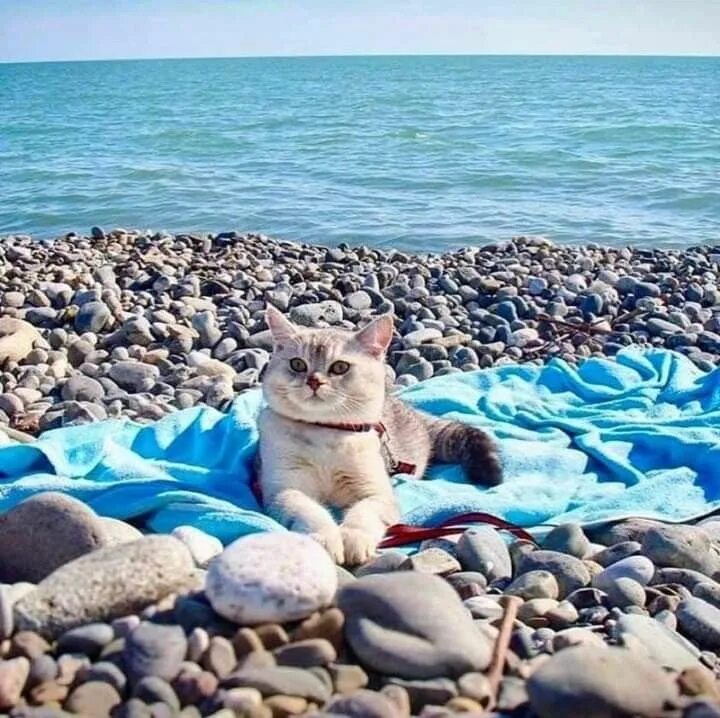 Котики на море фото Пин на доске КОТИКИ Любители кошек, Смешные фотографии кошек, Очаровательные кот