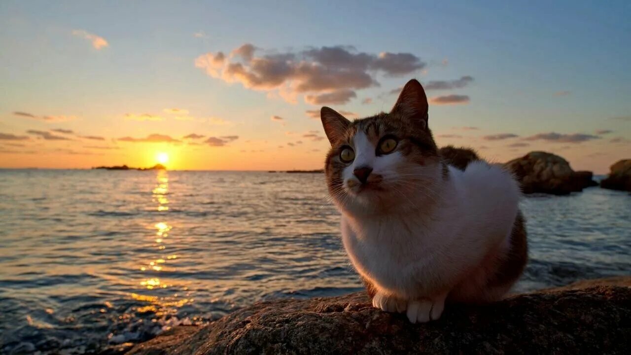 Котики на море фото Картина на холсте 60x110 LinxOne "Кошка океан закат" интерьерная для дома / на с