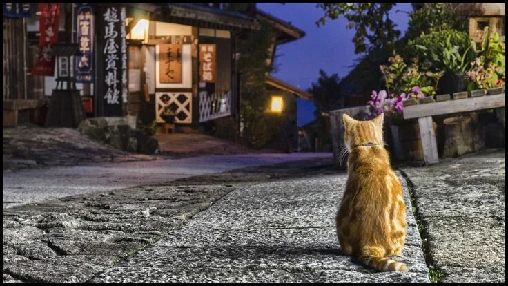 Котики на улице фото Tranquil Cat