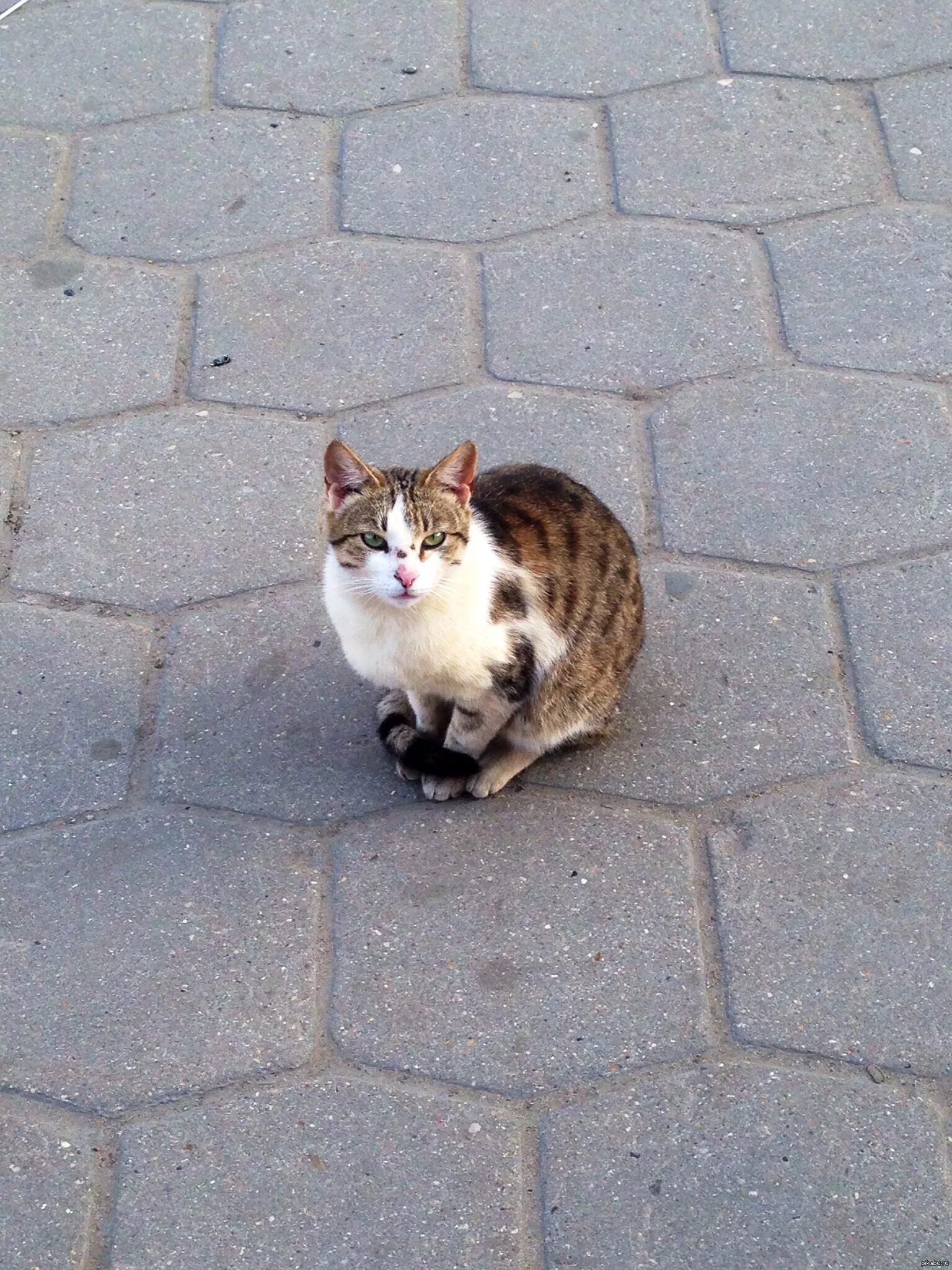 Котики на улице фото Суровый уличный кот Пикабу