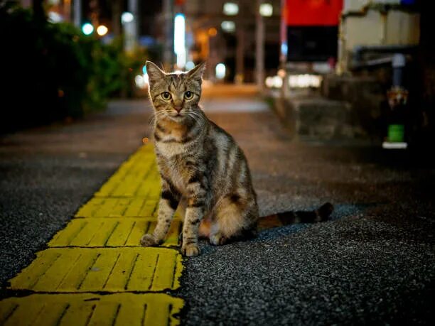 Котики на улице фото Более 27 900 работ на тему "Beautiful Black Cat Sitting": стоковые фото, картинк