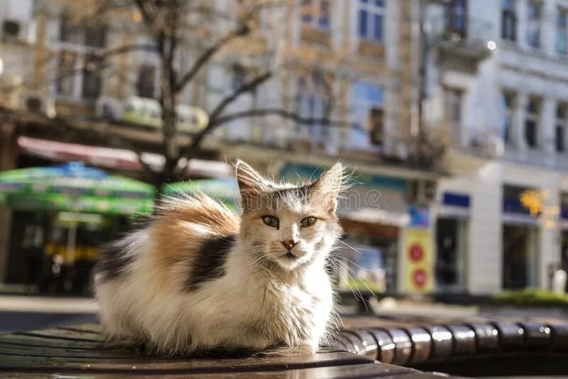 Котики на улице фото Котенок улицы выпивает воду от лужицы воды окруженной старьем Стоковое Изображен