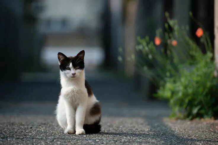 Котики на улице фото primmed Cats, Cute cats, Love pet
