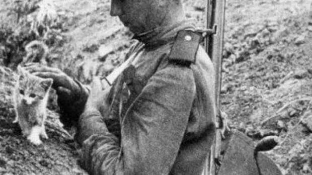 Котики на войне фото КОТ - ЗЕНИТЧИК - Обсуждение статьи