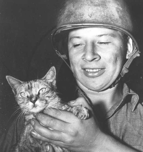 Котики на войне фото So to all cats who proudly served and continue to serve their humans around the 