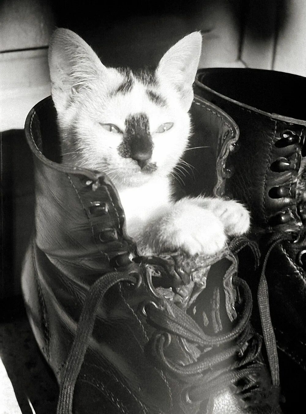 Котики на войне фото Пин на доске kat wars
