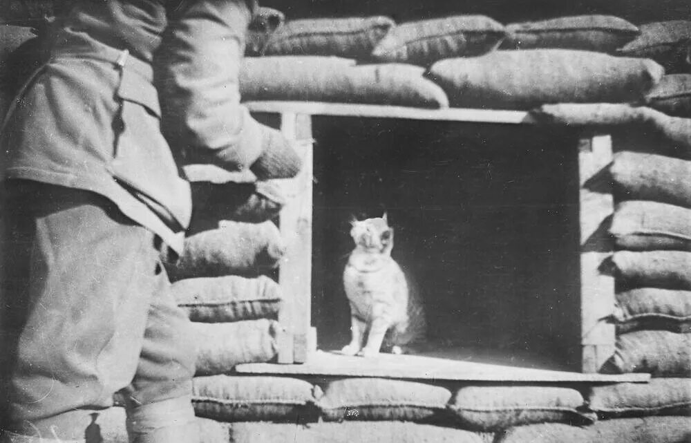 Котики на войне фото Cats of War Flickr