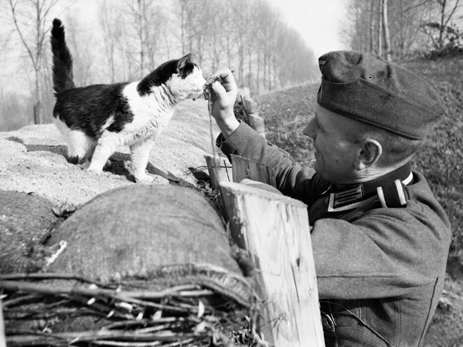 Котики на войне фото Животные Великой Отечественной войны