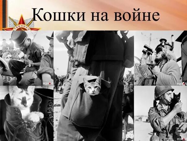Котики на войне фото Many people know about the heroic deeds of dogs during the Great Patriotic War, 