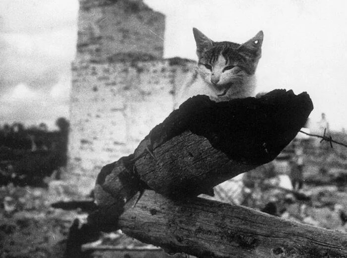 Котики на войне фото Традиция - Страница 41 - Кириллица - энциклопедия русской жизни