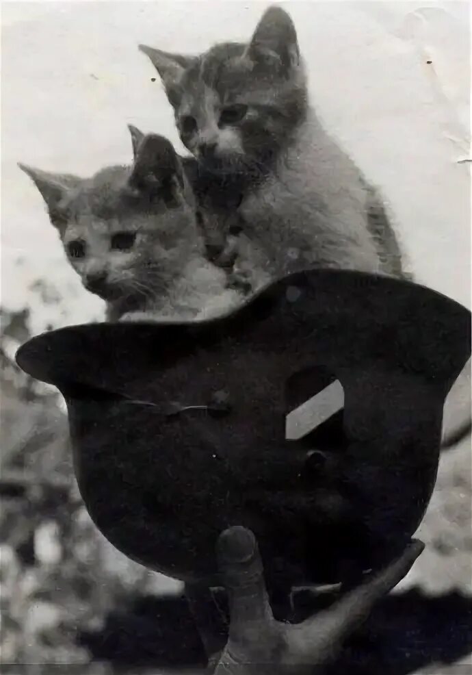 Котики на войне фото #Kitties at War #Cute Things at War. Little soldiers. Soldadinhos! War dogs, Mil