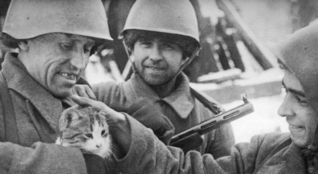 Котики на войне фото БУК "Тарногская ЦБС" Новости
