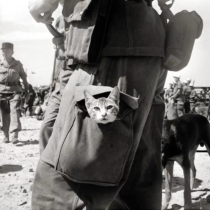 Котики на войне фото http://www.reddit.com/r/HistoryPorn/comments/21549h/a_french_legionnaire_carries