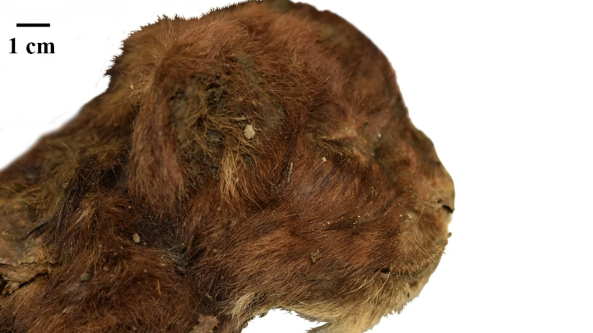 Котики новости фото Frozen sabre-toothed kitten reveals 'significant differences' with modern lion c