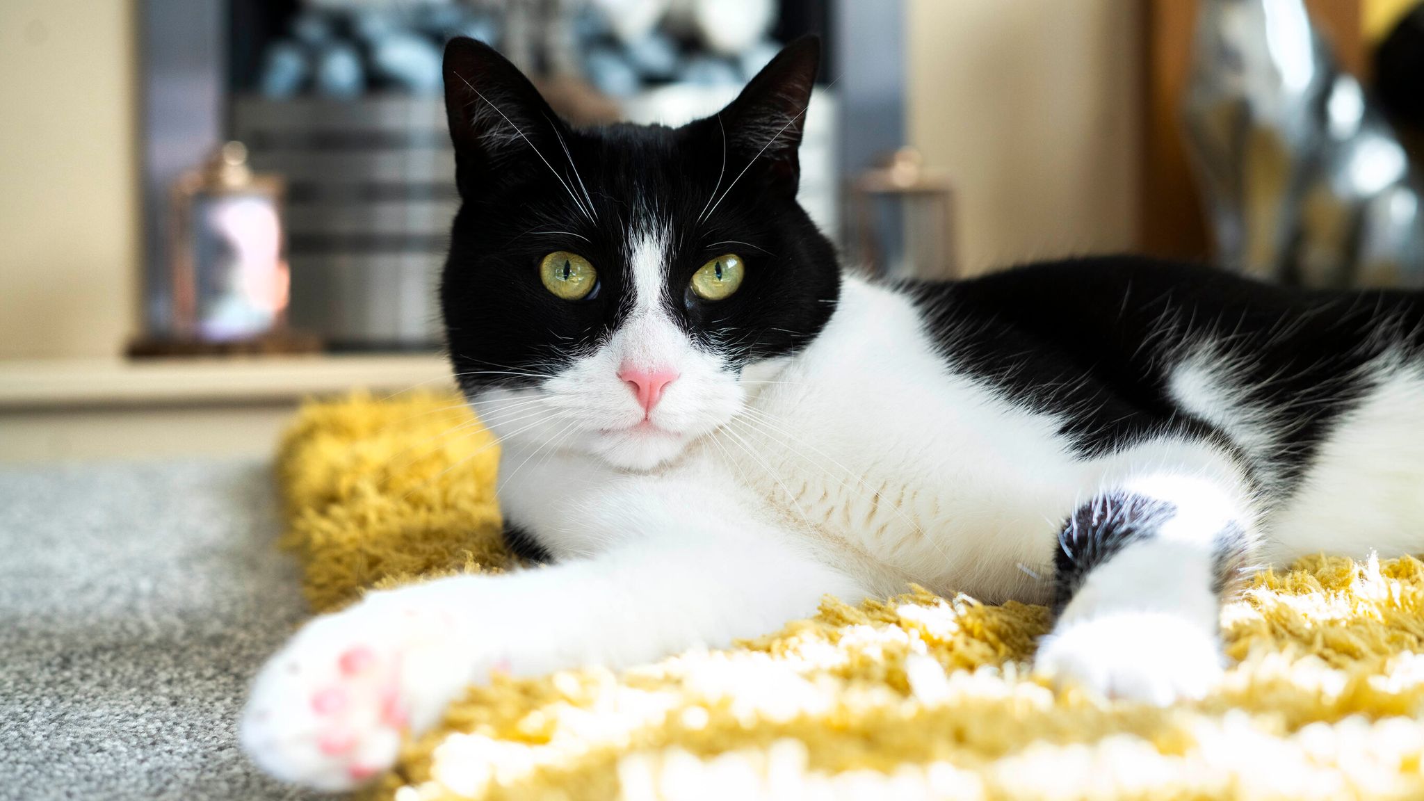 Котики новости фото Cat Of The Year: Moggy who helps his deaf owner by tapping when phone rings and 