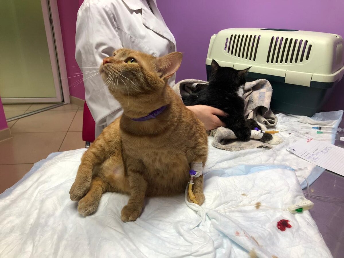 Котики новости фото Особенный калужский кот вновь выживает в Смоленске... Кошачьи новости Амуры Дзен