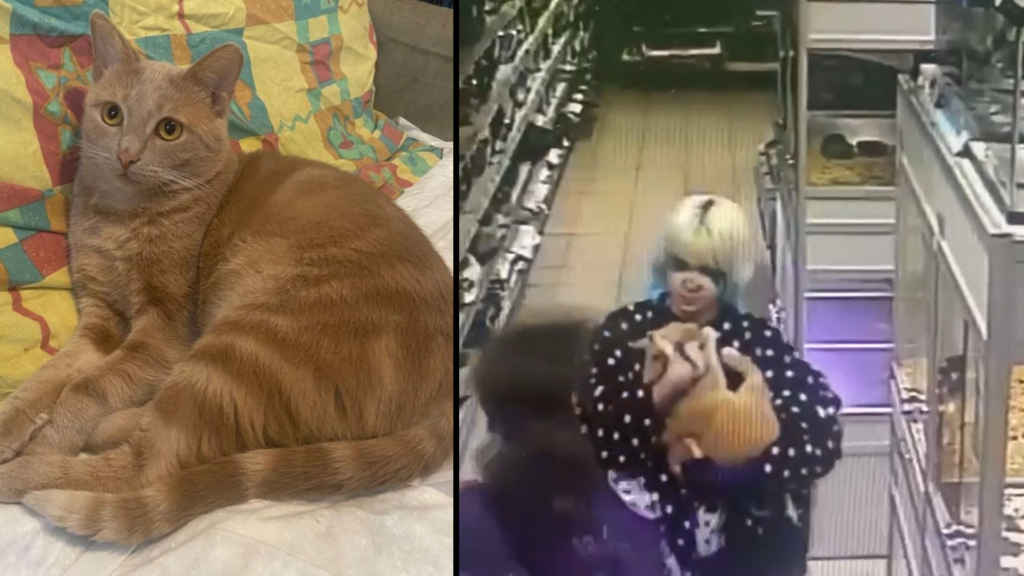 Котики новости фото Кот Лучик жив: похитили подростками с разрисованным лицом