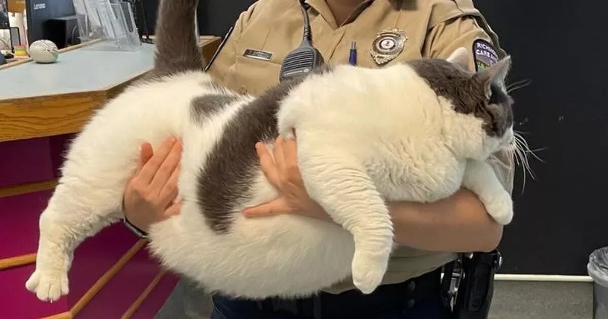 Котики новости фото World's fattest cat' weighing same as a five-year-old child saved from cruel own