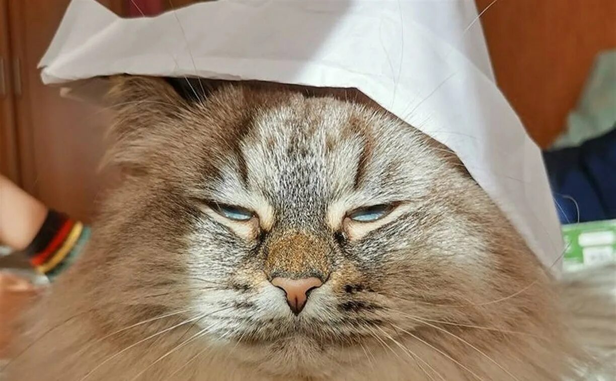 Котики новости фото Самый весенний питомец Сахалина: стартовал 14-й этап голосования - Новости Сахал