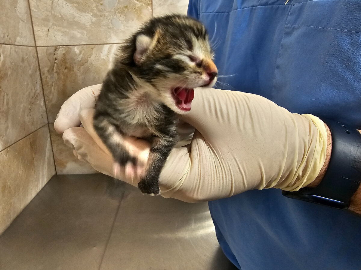 Котики новости фото Его несли в помойку...так началась его жизнь... Кошачьи новости Амуры Дзен