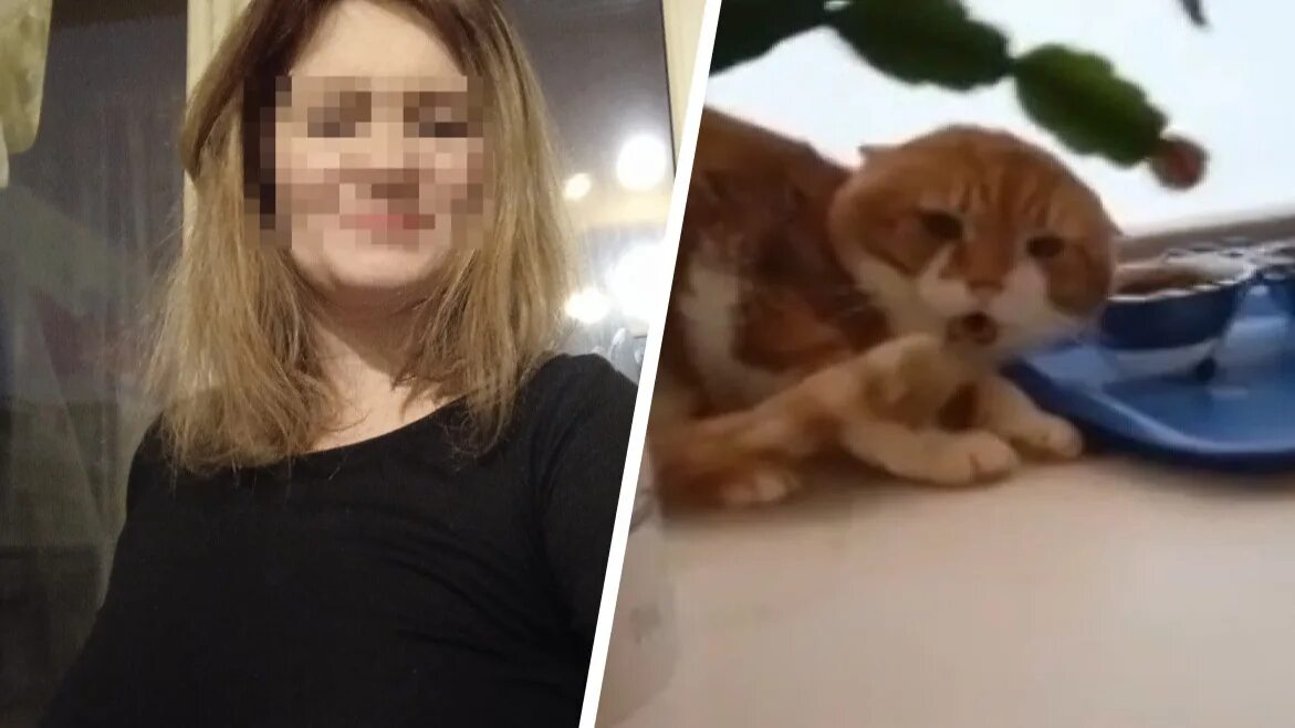 Котики новости фото Кот: последние новости на сегодня, самые свежие сведения 29.ру - новости Арханге