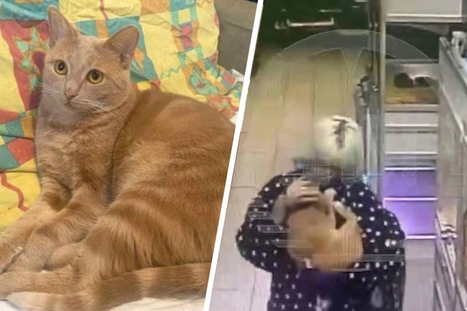 Котики новости фото В Москве две девочки украли кота и пропали, их нашли в Крыму: новости 15 ноября 