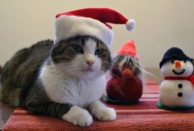 Котики новые фото Новогодний КОТОВТОРНИК! - ЯПлакалъ
