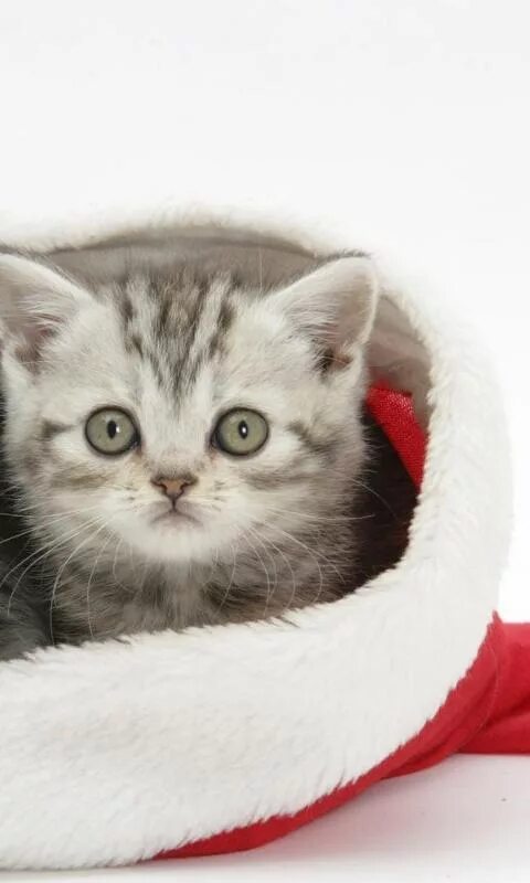 Котики новые фото Kittens And Cats New Wallpapers APK for Android Download