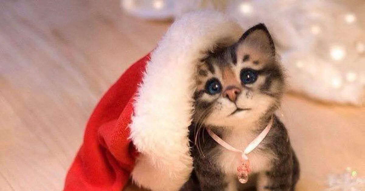 Котики новые фото Всем Котиков! Пикабу