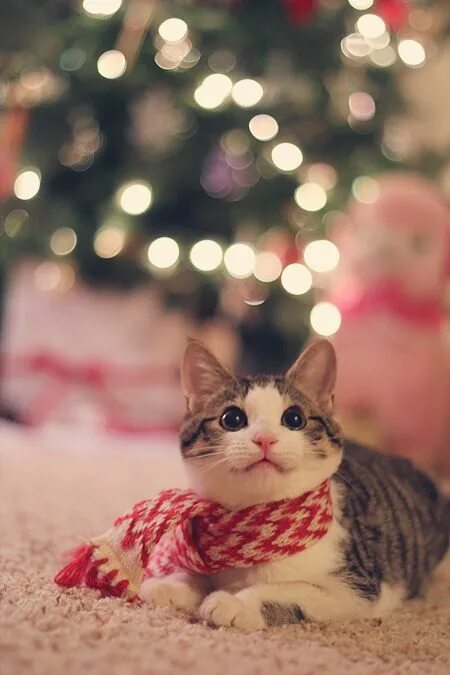 Котики новые фото Идеи на тему "Котята" (130) в 2021 г котята, милые котики, животные